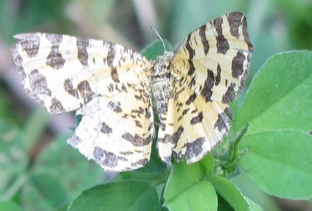 Pseudopanthera macularia? S